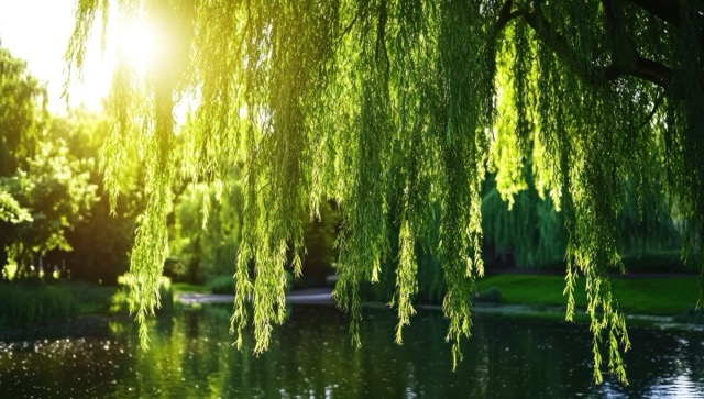 Branche de saule pleureur éclairée par le soleil, suspendue au-dessus d’un étang paisible